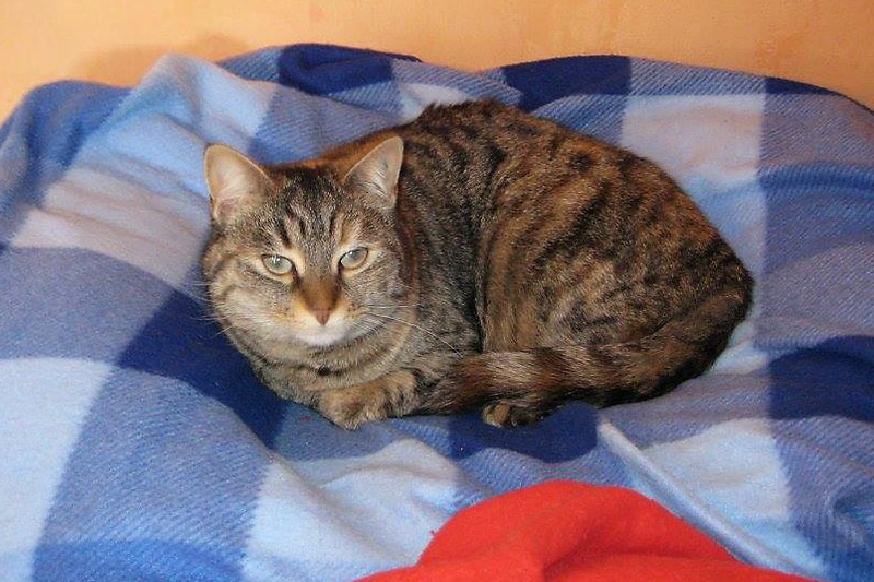 Câlin chat mâle