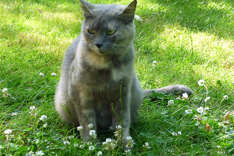 Chipie chat femelle