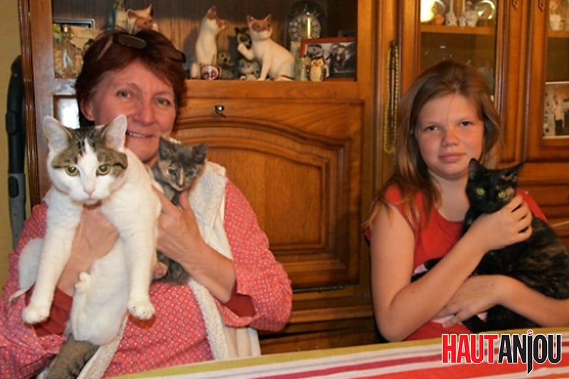 Haut Anjou : Les familles d’accueil chouchoutent les chats en attente d’adoption