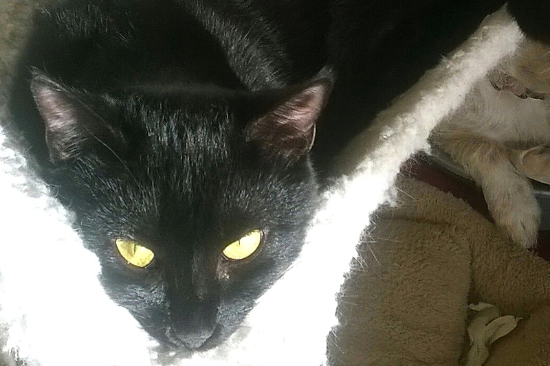 Mélodie chat femelle