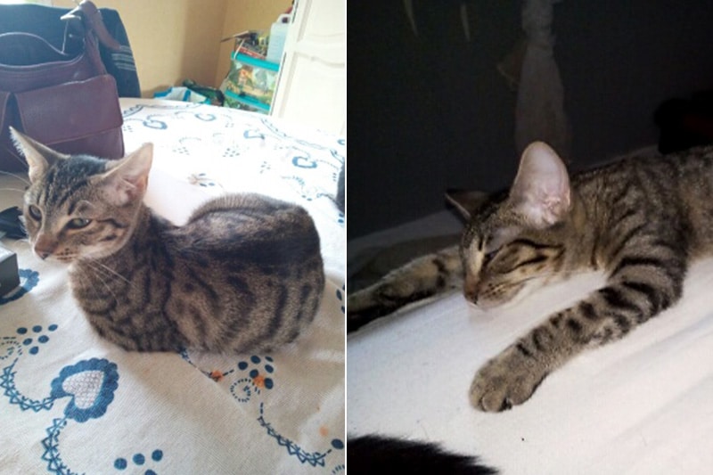 Chat femelle