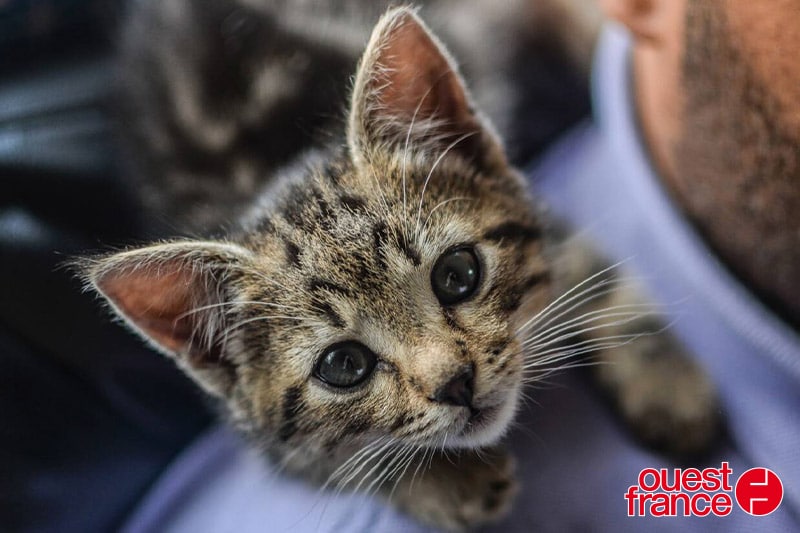 Ouest France : Chat-O-Cats recherche des familles d’accueil