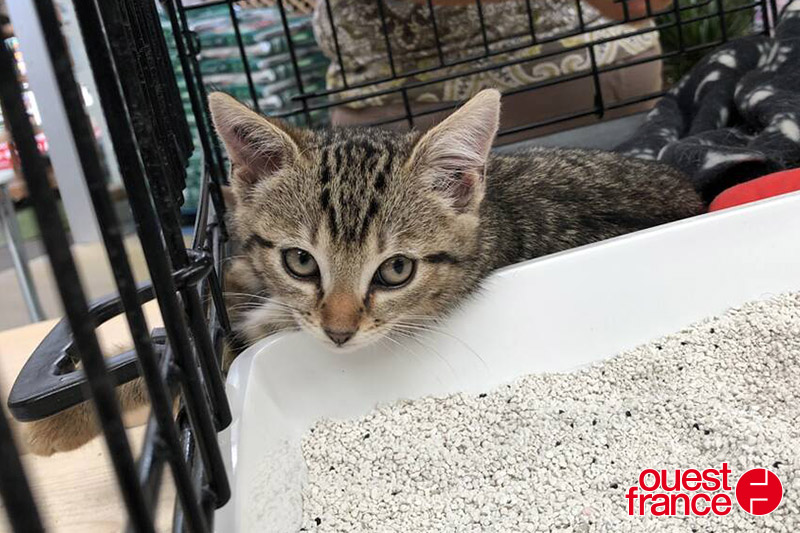 Ouest France : L’opération adoption de Chat O Cats à séduit