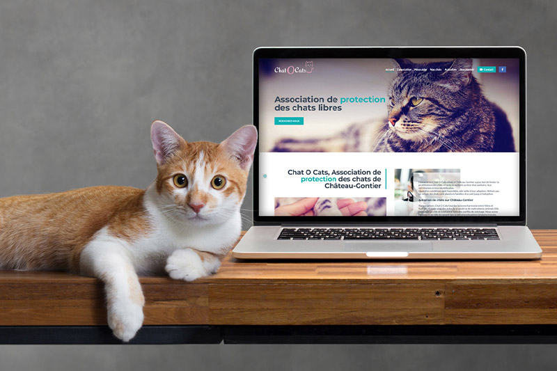 Nouveau site web pour Chat O cats