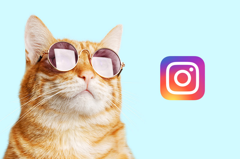Nouveau ! Chat O Cats est sur Instagram