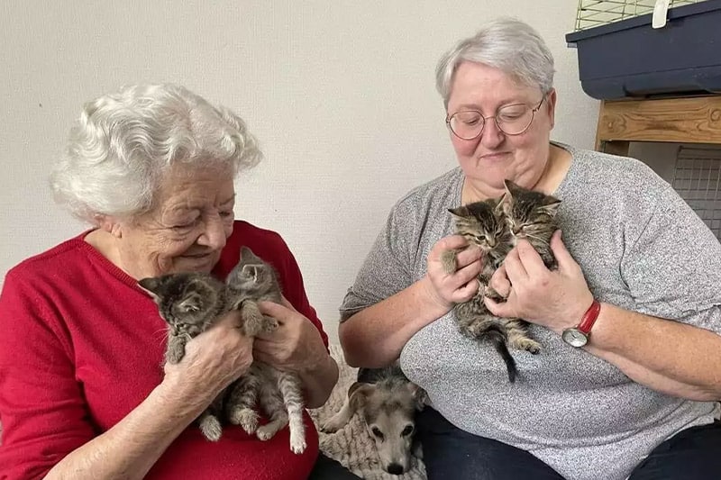 Ouest France : « On n’en peut plus » : cette association fait face à un afflux de chatons abandonnés