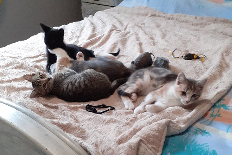 Quatre chatons femelles à adopter