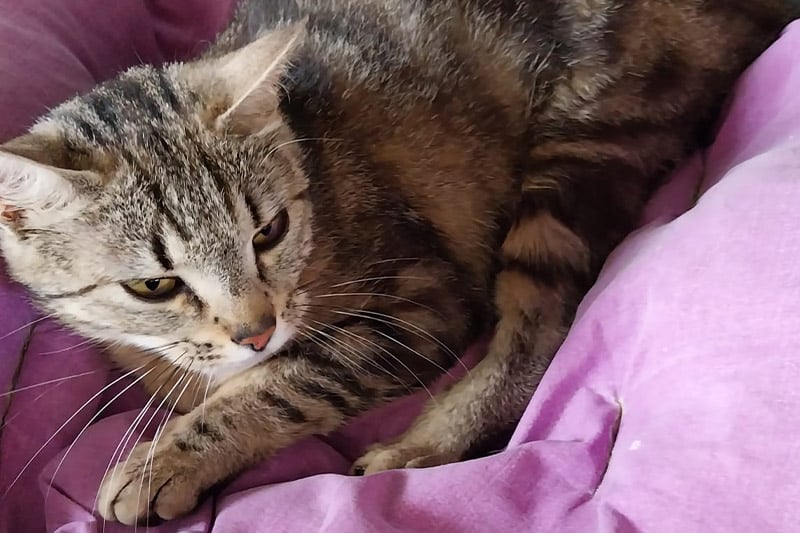 Addison chat femelle