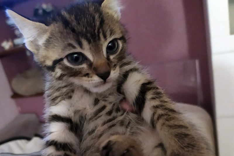 Alvin chat mâle