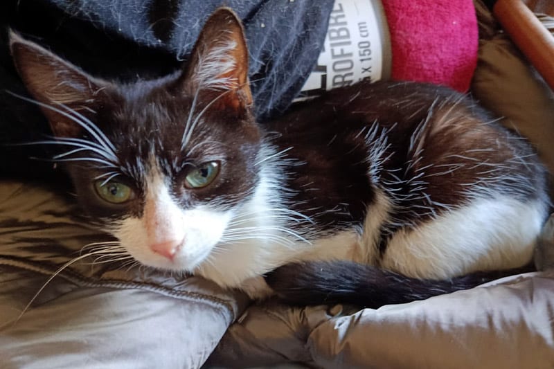 Aramis chat mâle