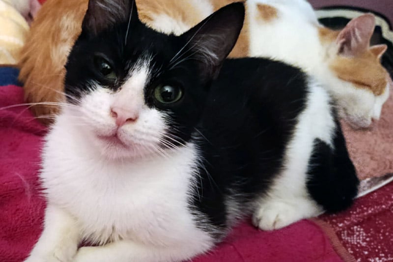 Aramis chat mâle