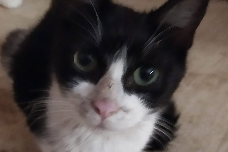 Aramis chat mâle