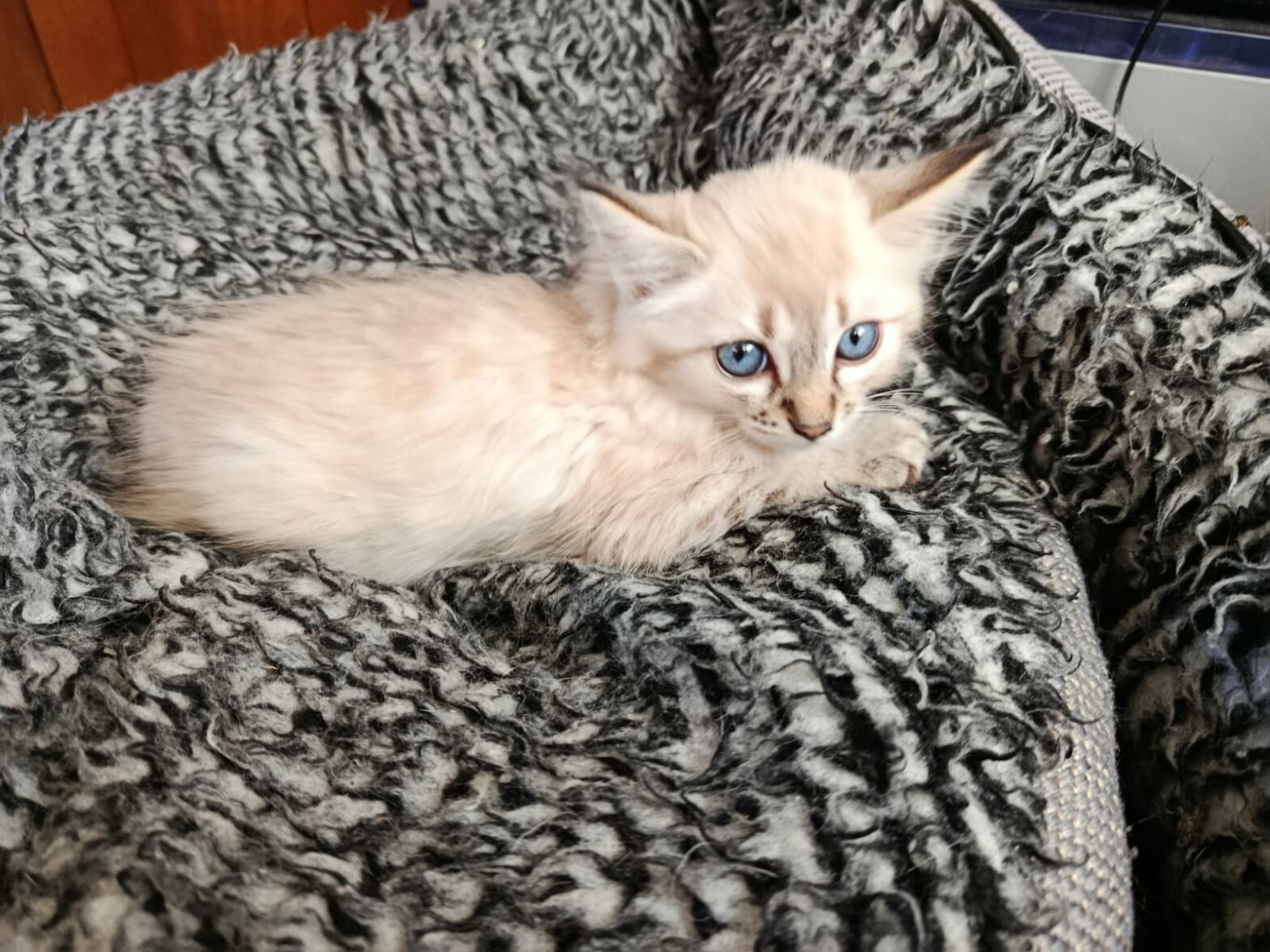 Albinos chat mâle