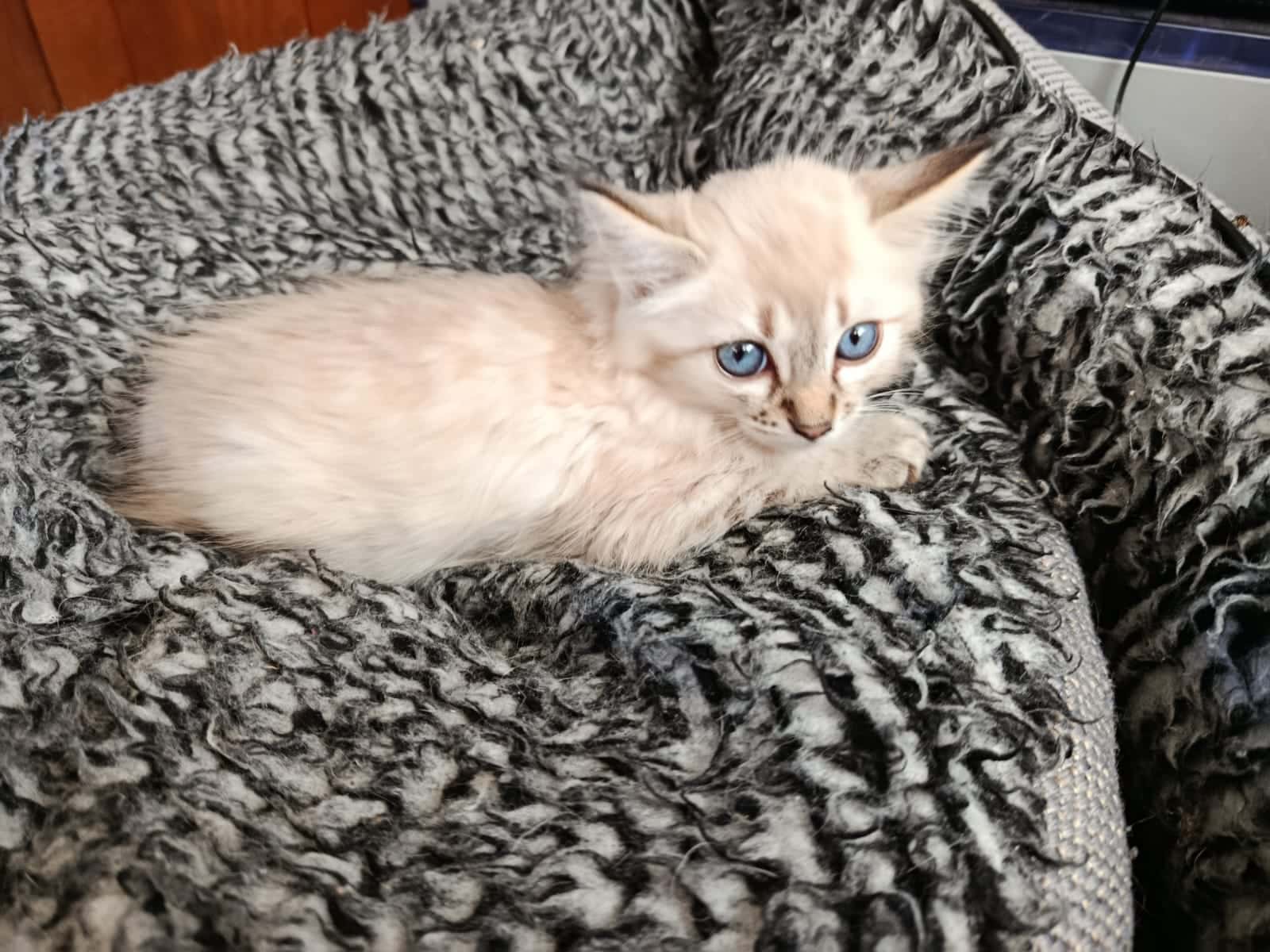 Albinos chat mâle