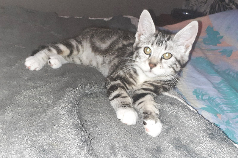 Alinea chat femelle