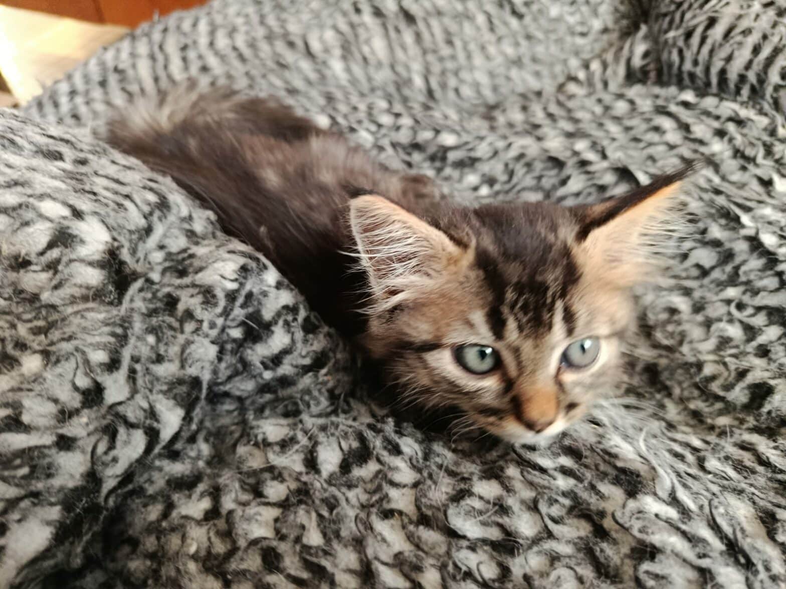 Andy chat mâle