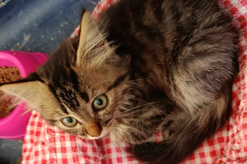 Andy chat mâle
