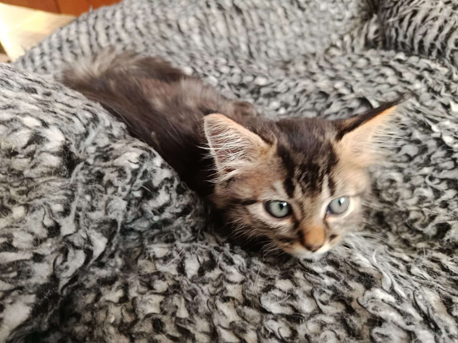 Andy chat mâle