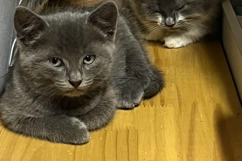 Angelo chat mâle
