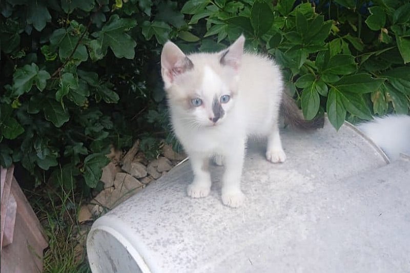 Annabelle chat femelle