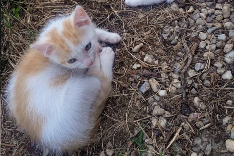 Arlo chat mâle
