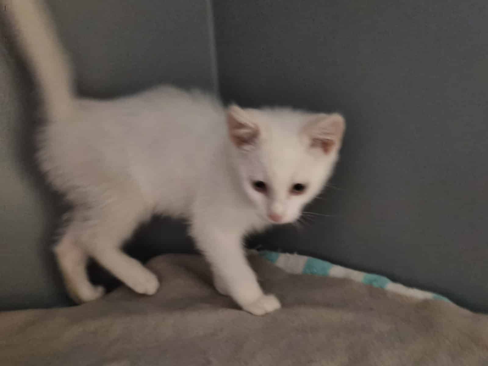 Aslan chat mâle
