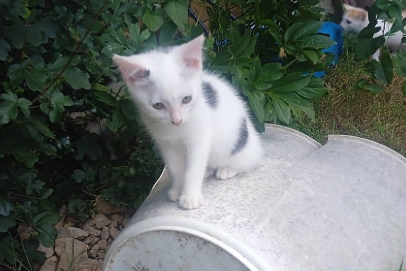 Astoria chat femelle