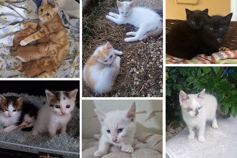 Chatons à adopter Chat O Cats 2025