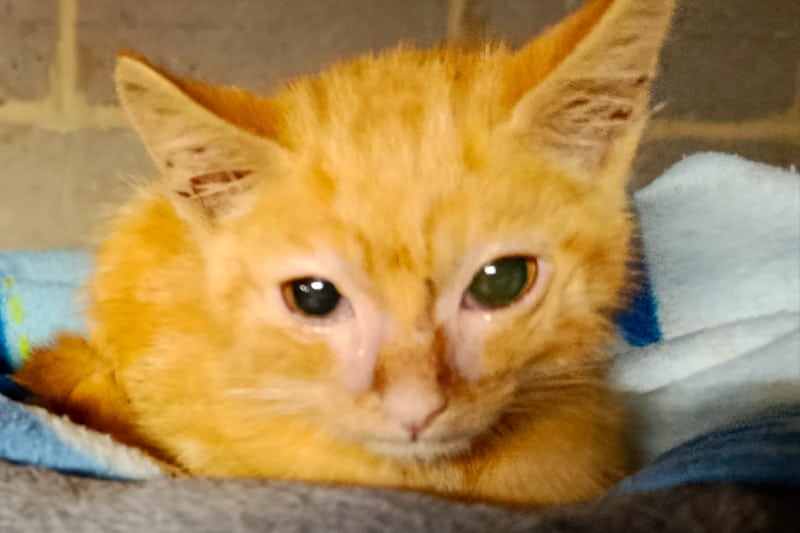 Abricot chat mâle