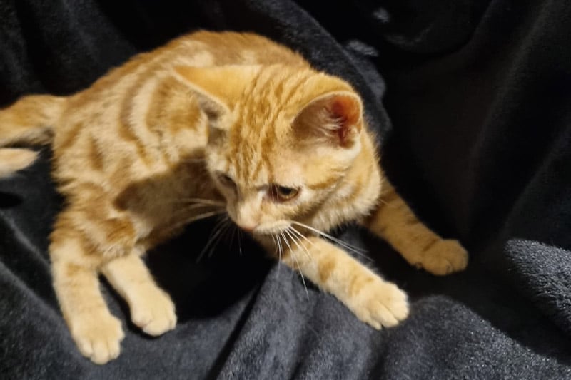 Aku chat mâle