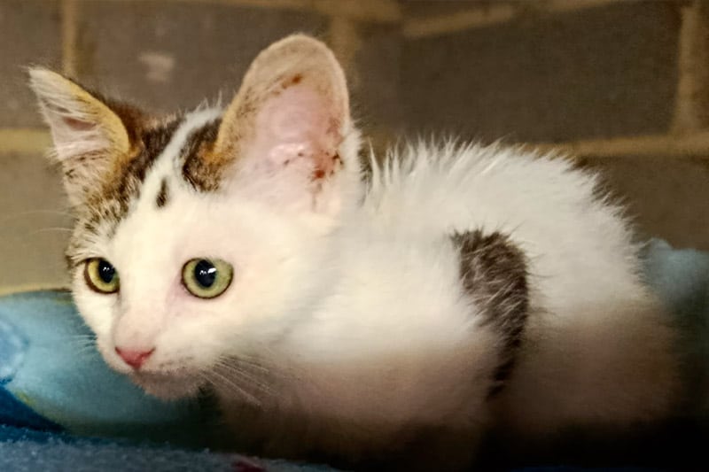Aldi chat mâle