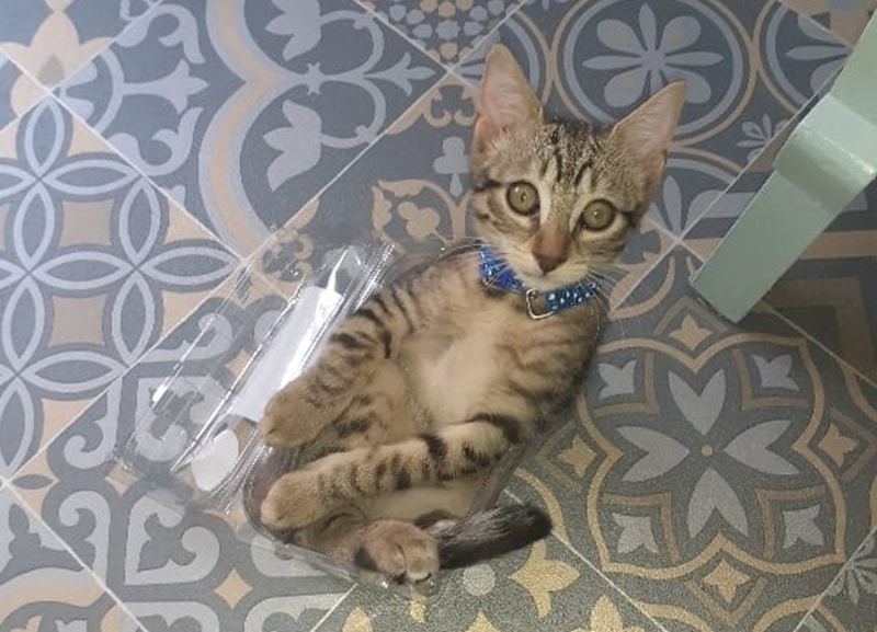 Amaris chat mâle