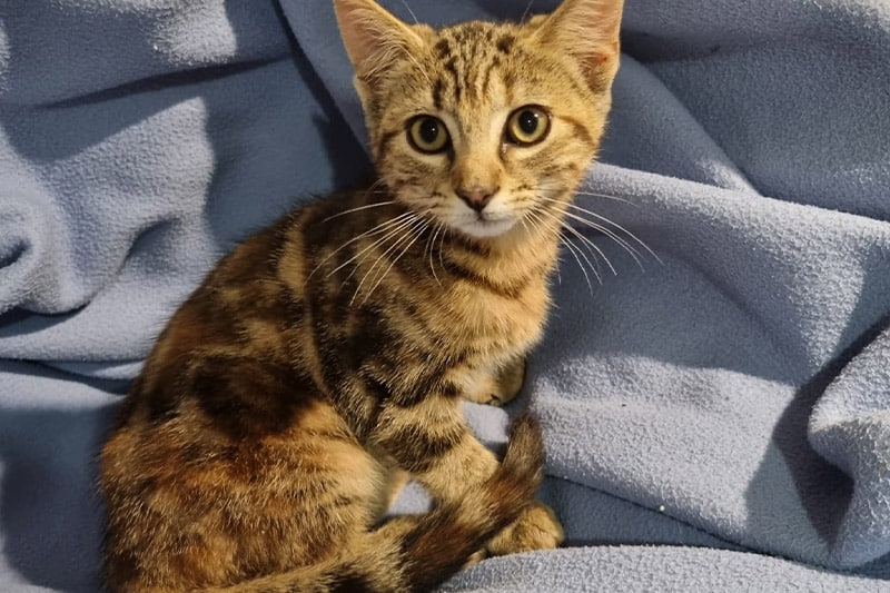 Ambre chat femelle