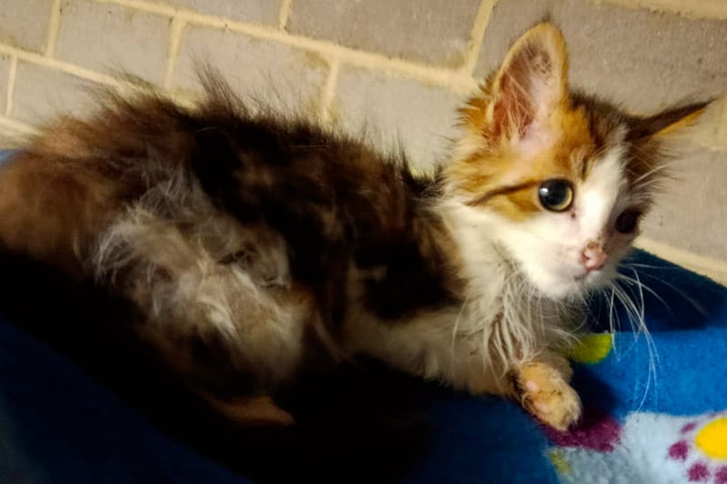 Amiral chat mâle