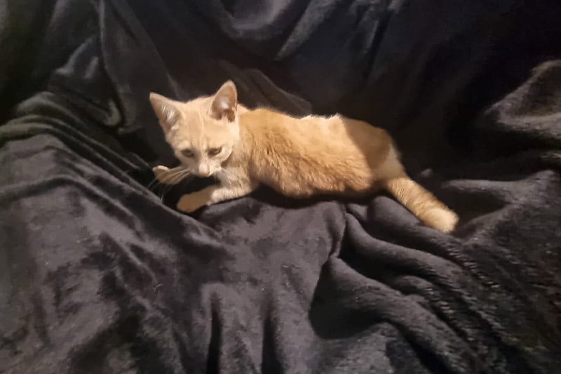 Amtaro chat mâle