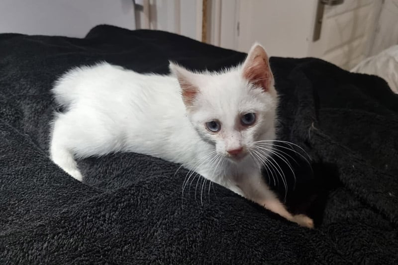Aro chat mâle