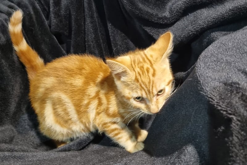 Arry chat mâle