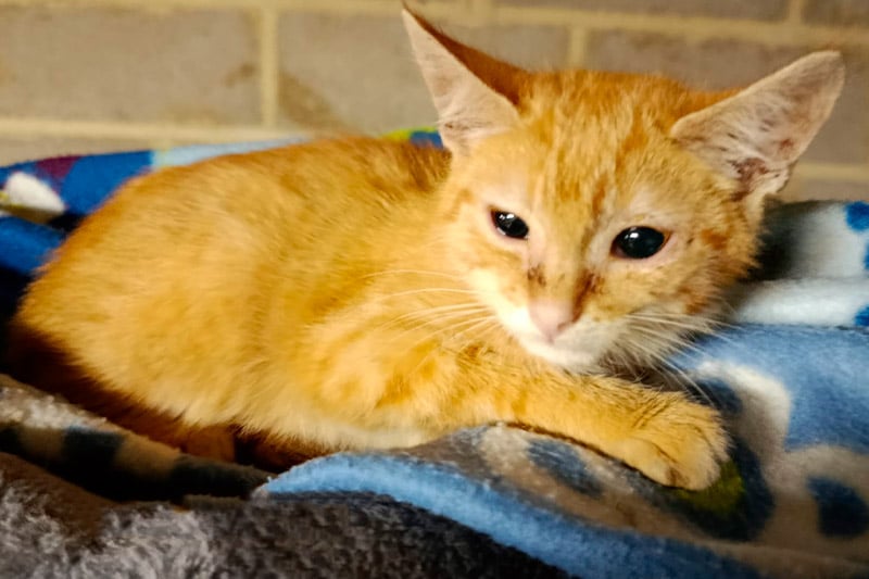 Atchoum chat mâle