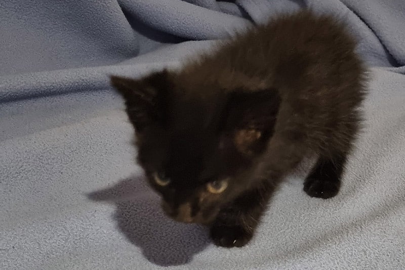 Athene chat femelle