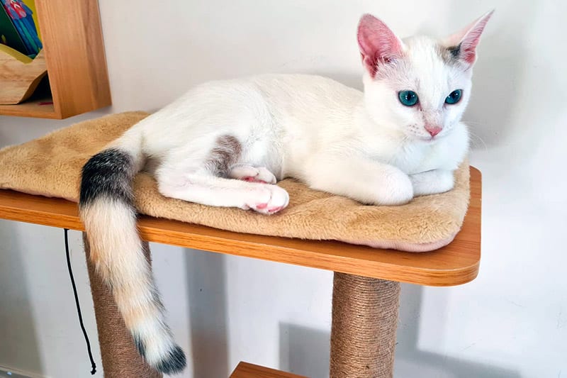 Abby chat femelle
