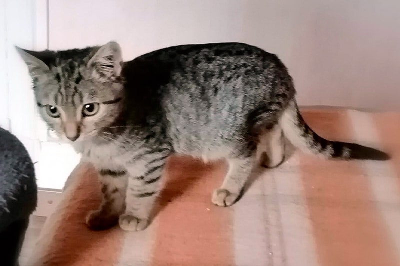 Adagio chat mâle