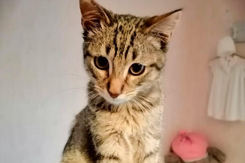 Albus chat mâle
