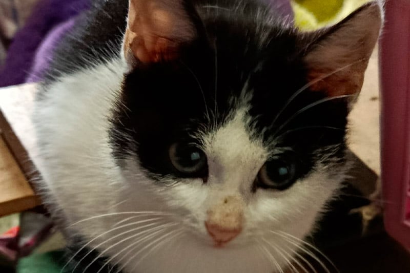Alfy chat mâle