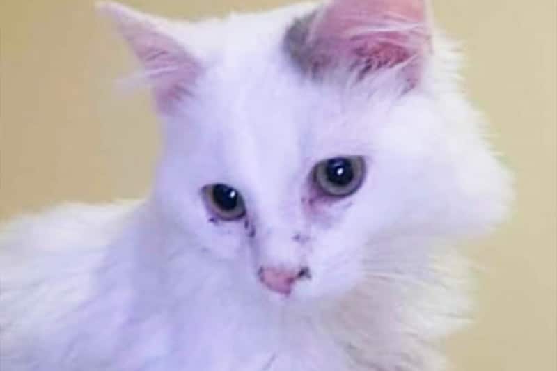 Amilton chat mâle