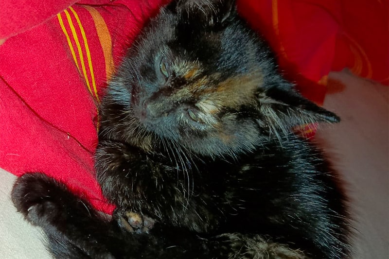 Arobase chat femelle