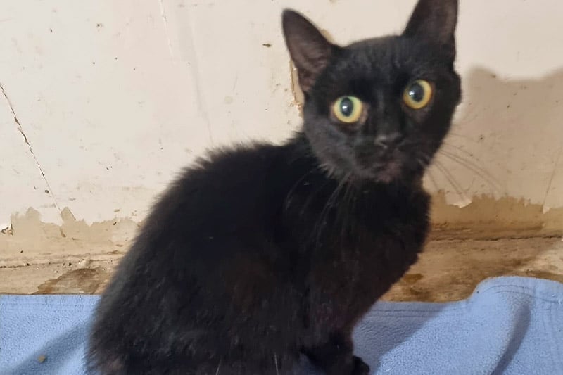 Alcaline chat femelle