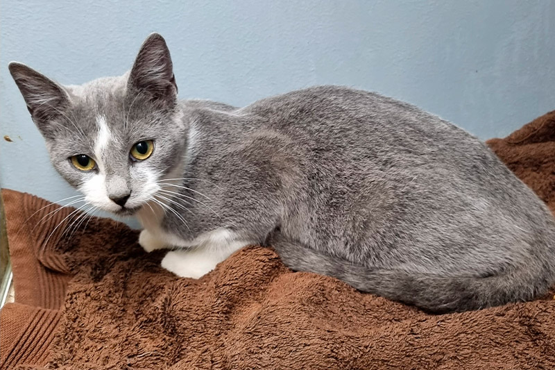 Améthys chat femelle