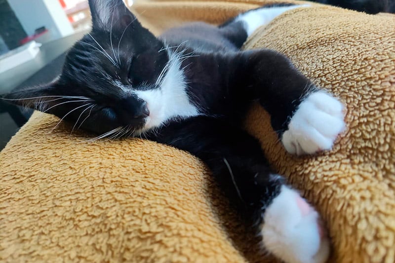 Annabella chat femelle