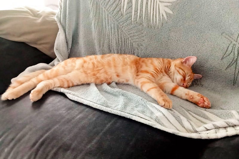 Témoignage Tigrou (Agrid)