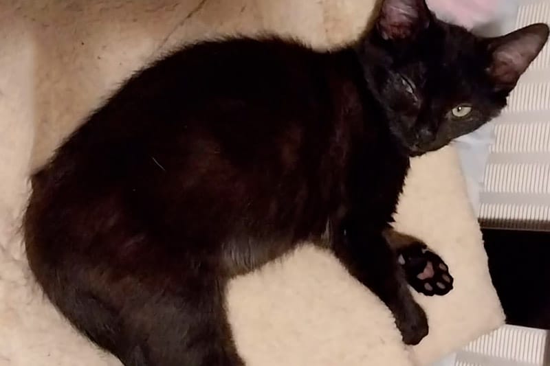 Amidala chat femelle